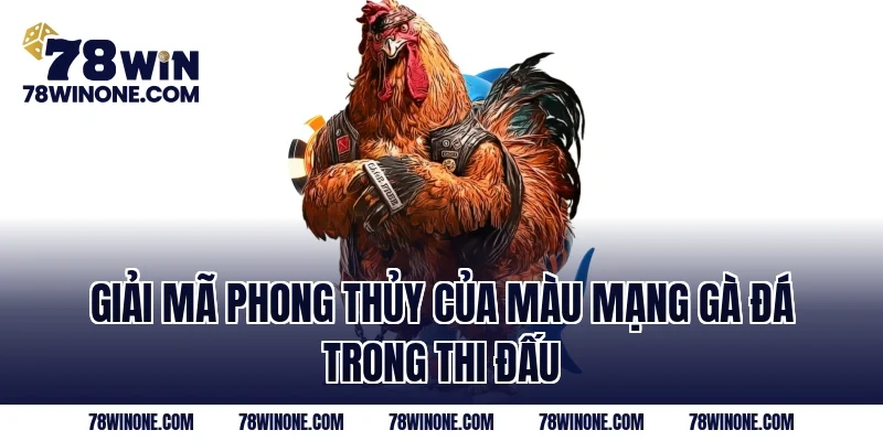 Giải mã phong thủy của màu mạng gà đá trong thi đấu
